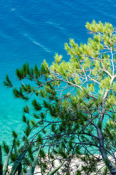 Vertical View of Mediterranean Pine Tree Over Turquoise Adriatic Sea