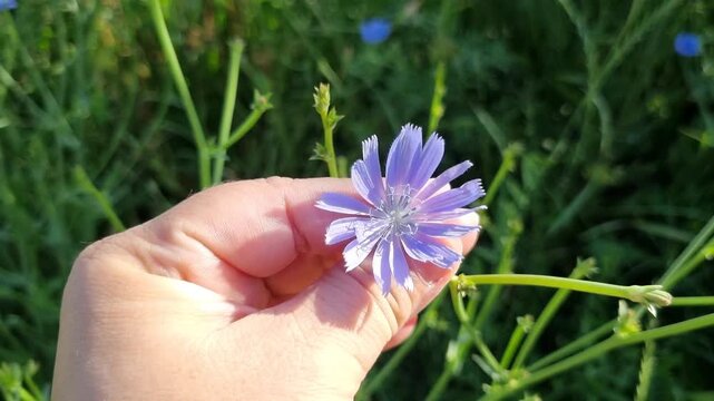 Beautiful wild chicory flowers blooming by the countryside roadside in summer.
