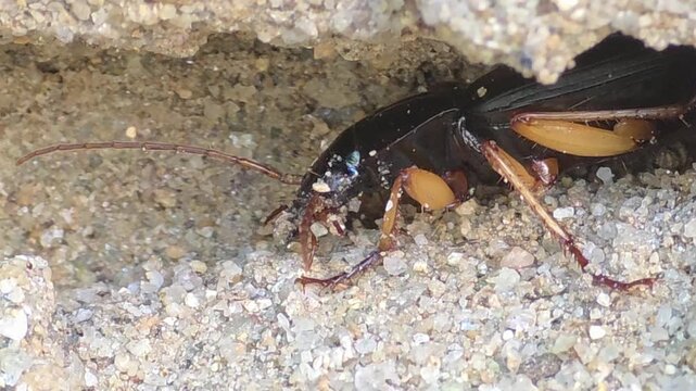 Macro shot of Ground Beetle (Dolichus halensis) burrowing and laying eggs in sand hole, 4K UHD

 