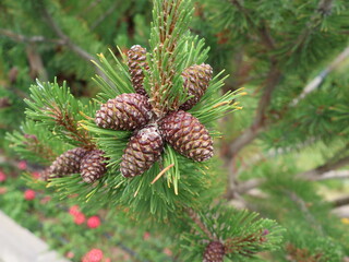 Fototapeta premium Pine branch with cones close up in natural light