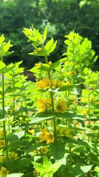 Vertical video of bright yellow flowers of dotted loosestrife blooming on a wild meadow. Green leaves and wild plants surround beautiful field lysimachia punctata blossoms in a light breeze.