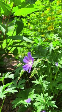 Vertical video of purple meadow geranium and bright yellow flowers of dotted loosestrife blooming in a wild field. Green leaves surround beautiful field lysimachia punctata and violet blossoms.
