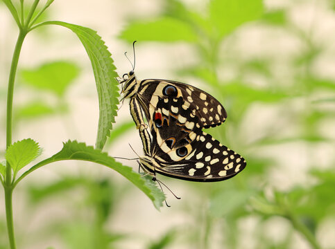 Zitrus-Schwalbenschwanz - Citrus Swallowtail
