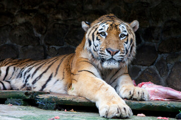 An adult Amur tiger resting on a wooden platform next to a piece of meat inside an enclosure. Close-up portrait of the wild predator with striking stripes and intense gaze. © Serhii