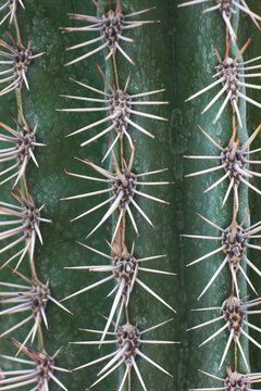 Macro close-up of a columnar cactus with long white spines on a green stem. Detailed botanical texture highlights natural symmetry, sharp thorns and the beauty of desert plants.