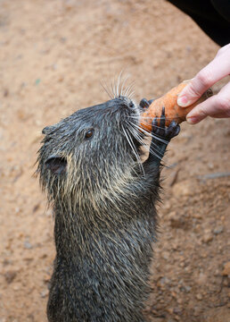 Close-up of a coypu (nutria) eating a carrot from a human hand. Wildlife feeding scene highlighting interaction between people and animals in a natural outdoor environment.