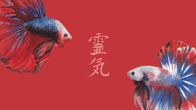 Vibrant Betta Fish, Colorful Aquarium Fish, Red Blue Fin, Asian Decor