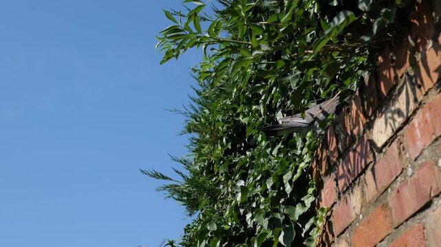 120fps. Male pigeon, wood pigeon, bird, garden.