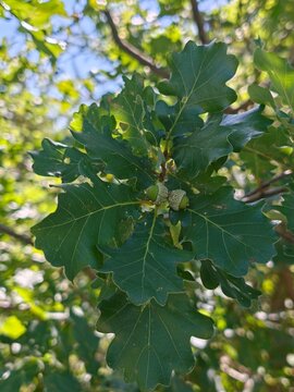 green oak leaves