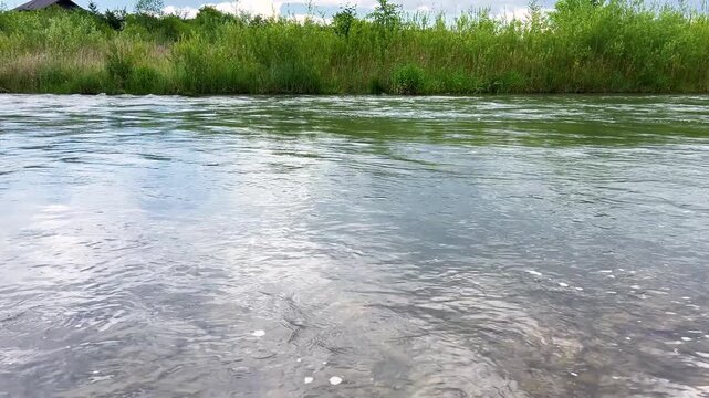 Fast-flowing river with ripples on the surface moves against a green forest bank. Sunlight reflects on the water as lush trees and bushes grow along the opposite side of this rushing stream.