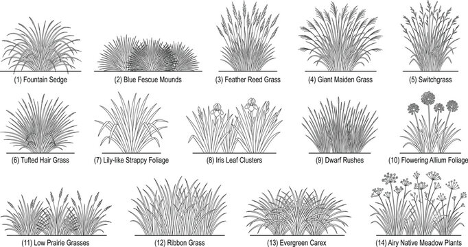 Labeled set of ornamental grasses and meadow plants line art illustrations for landscape architecture design