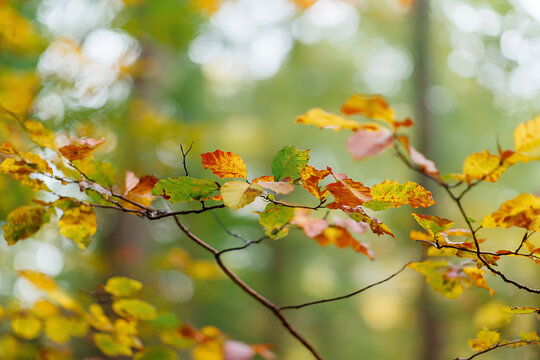 Autumn Forest Branch with Colorful Leaves in Soft Sunlight.