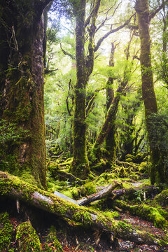 Enchanted Mossy Forest Floor with Ancient Trees.