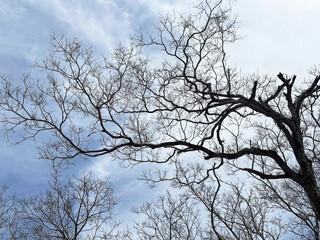 Obraz premium Beautiful Natural Background Layer of Bare Forest Branches and Clouds.