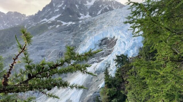 Bosson glacier in Chamonix Mont Blanc valley ; Larch branch at first plan