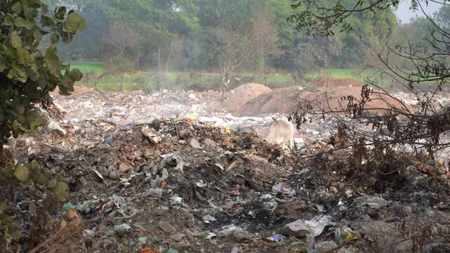 Handheld static shot of a cow scavenging at an open landfill filled with plastic waste, garbage & trash near farmland and trees, highlighting pollution, waste management and environmental degradation