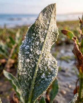 Natural Salt Crystal Deposits on Coastal Halophyte Leaf in Macro Detail