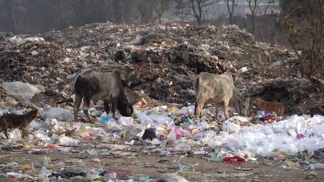 Handheld static shot of cows and stray dogs scavenging at a landfill filled with plastic waste and garbage, highlighting pollution, waste management, environmental degradation and sustainability. 