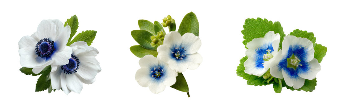 Set of Elegant gloxinia blossoms in rich blue and violet hues on transparent png background. Ai generated