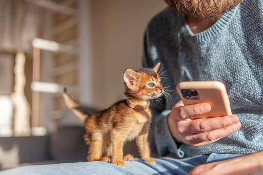 Small Abyssinian kitten sitting on man's lap using his smartphone. Cozy, domestic atmosphere, close bond between pet and its owner.