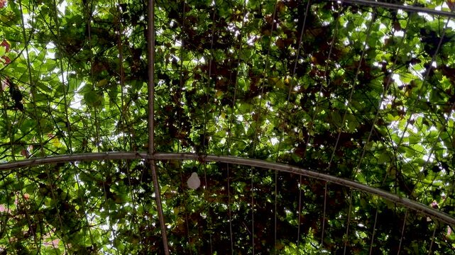 Low angle shot looking up at leafy garden arbor structure covered in green vines