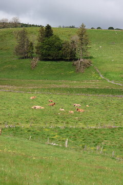 Sur le plateau de l'Aubrac entre Recoules-d'Aubrac et Nasbinals (Occitanie, Loz&egrave;re, France)