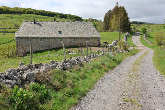 Sur le plateau de l'Aubrac, commune de Nasbinals (Occitanie, Loz&egrave;re, France)