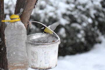 Great tit on a feeder in winter season in the park © Stan