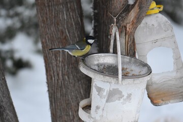 Great tit on a feeder in winter season in the park © Stan