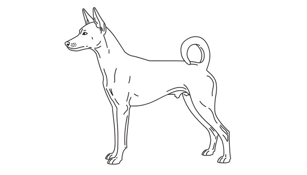 Basenji dog breed. Purebred canine standing profile. Anatomically correct dog