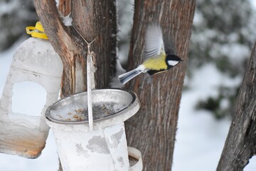 Great tit on a feeder in winter season in the park © Stan