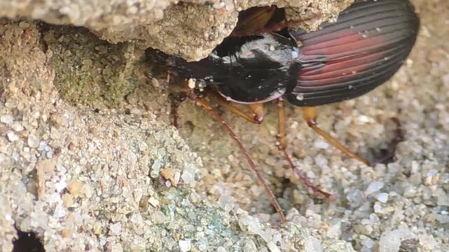 
Macro shot of Ground Beetle (Dolichus halensis) searching for a nesting place in a collapsed sand hole after heavy rain, 4K UHD #001

 