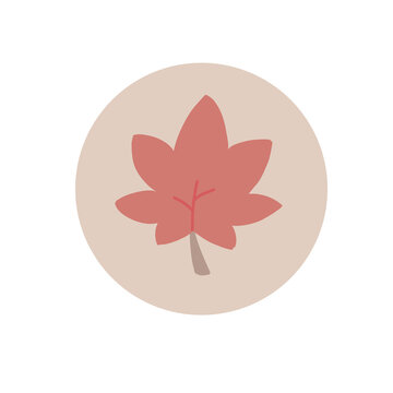 Maple leaf 🍁
