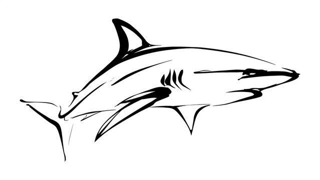 Black and white shark illustration white background.