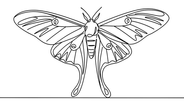 Detailed line art moth illustration white background.