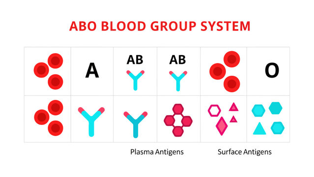 ABO Blood Group System Diagram illustrating red blood cells, plasma antibodies, and surface antigens in a grid layout ideal for medical education and healthcare presentations.