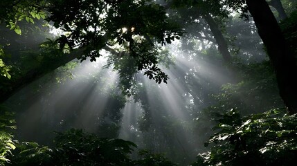 Sunlight beams pierce through dense green foliage and misty forest air creating dramatic natural lighting effects © Thares2020