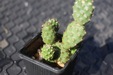 Naklejka premium kaktus opuncja Opuntia polyacantha Idaho USA kwiat żółty