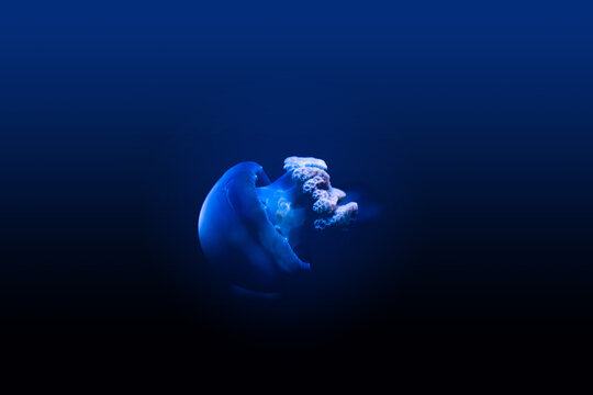Colorful Jellyfish underwater. Jellyfish moving in the aquarium