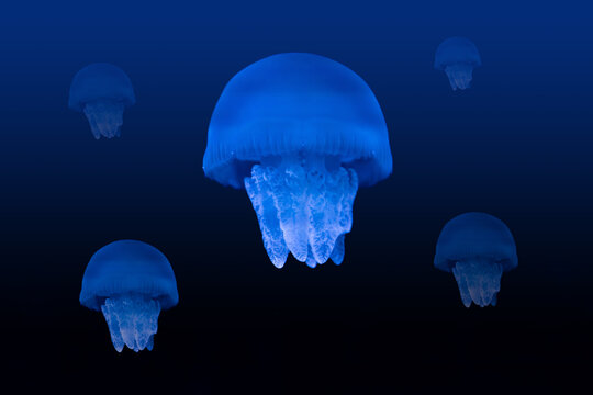 Colorful Jellyfish underwater. Jellyfish moving in the aquarium