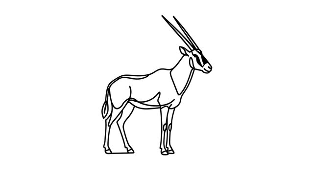 Oryx antelope line art illustration white background.