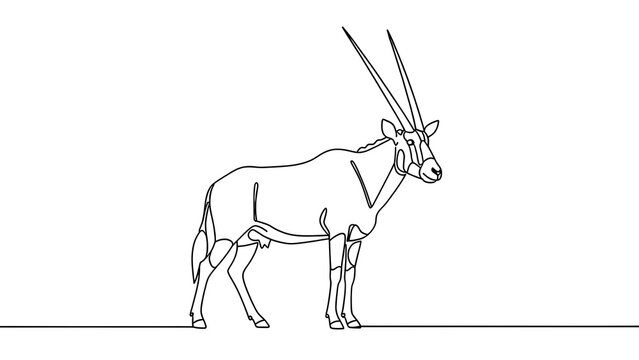 Oryx antelope line drawing white background.