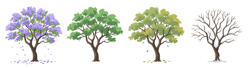 Fototapeta premium Jacaranda trees demonstrate distinctive seasonal changes ranging from purple spring blooms to winter barren branches.