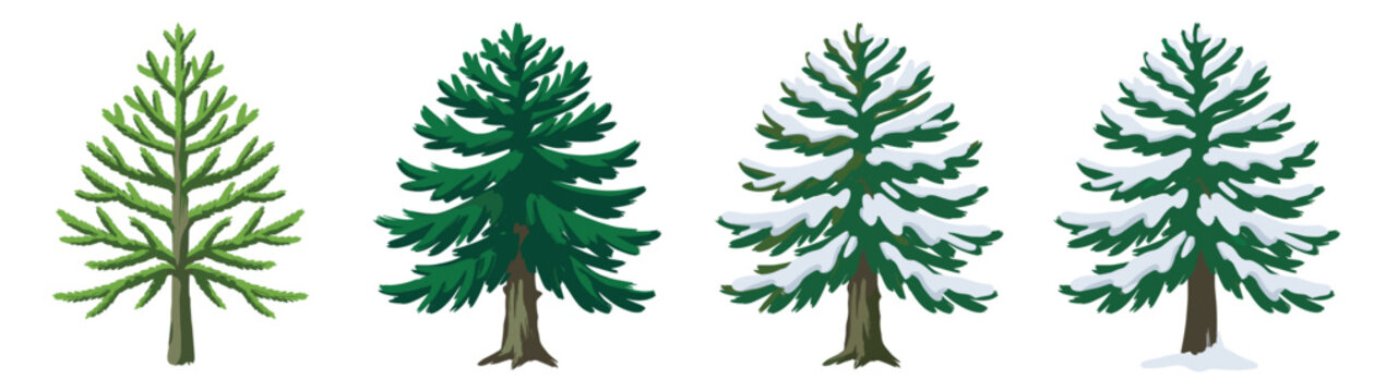 Coniferous tree stands in a sequence showing transitions from young sapling stages to mature evergreen states with seasonal snowfall coverage.