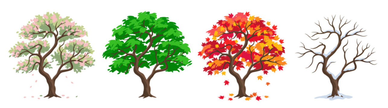 Trees display the natural cycle of the four seasons through vibrant colors and changing foliage.