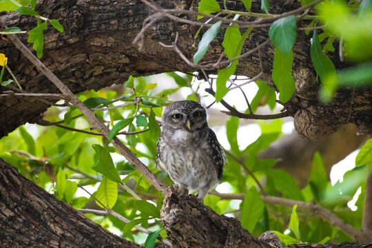 A Spotted Owlet perches quietly within a dense tree, partially concealed by natural shadows and foliage. Its cryptic plumage blends seamlessly with the surroundings, providing excellent camouflage.