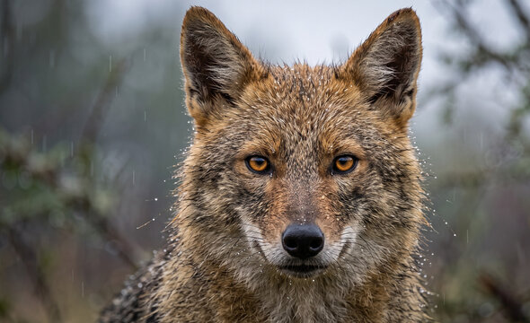 Rain-Soaked European Jackal Portrait with Dramatic Eye Contact