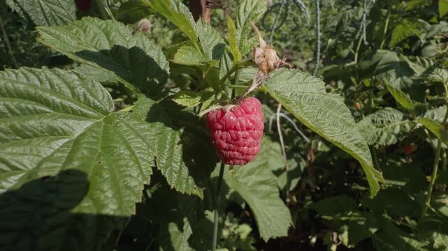 Ripe red raspberry growing on a green bush branch surrounded by leaves in a sunny garden.