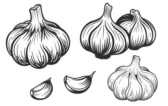 Black and White Line Art Illustration of Garlic Bulbs and Cloves