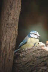 Blue Tits Feeding and Perching Among Woodland Branches at Hauxley Nature Reserve in Northumberland © Neil_Benison_Photos